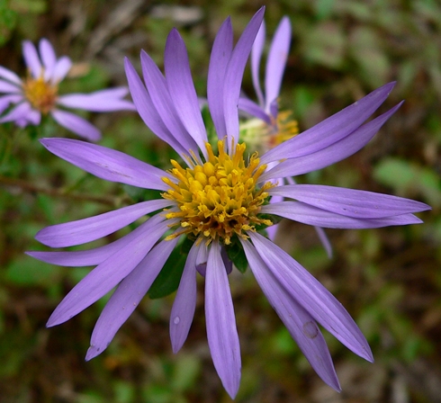 {Eurybia spectabilis}